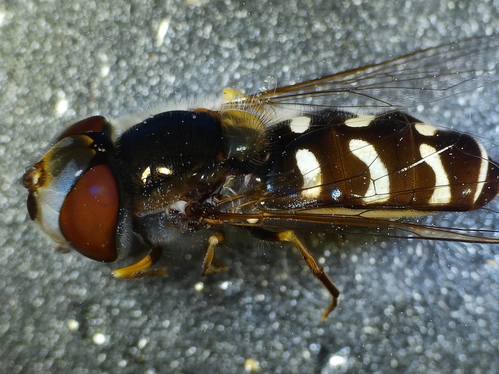 White-bowed Smoothwing