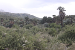 Trithrinax campestris