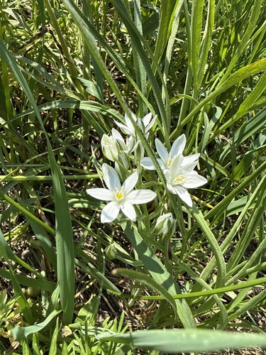 Ornithogalum orthophyllum, photograph 5