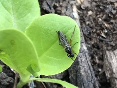 Bibio articulatus
