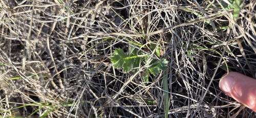 prairie smoke