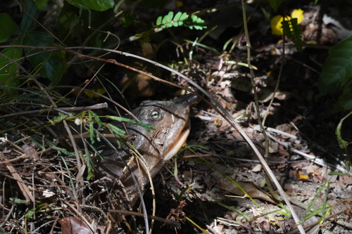 Apalone ferox