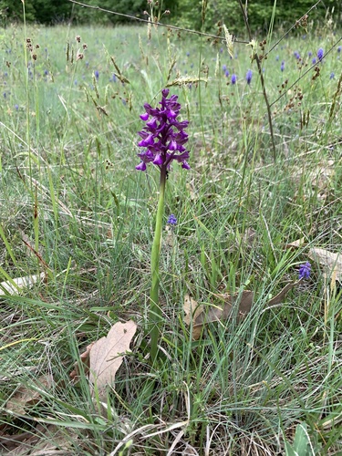 green-winged orchid