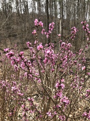 Daphne mezereum
