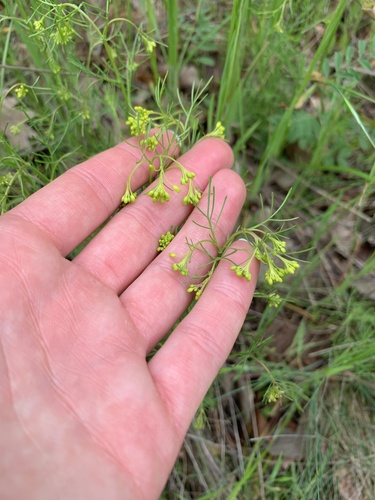 flixweed
