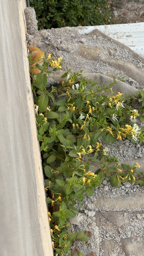 Japanese honeysuckle