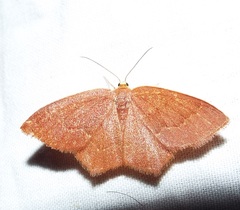 Thalera pistasciaria