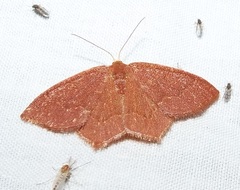 Thalera pistasciaria