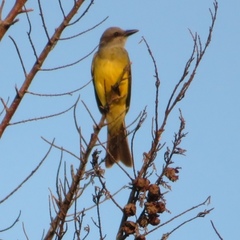 Tyrannus melancholicus