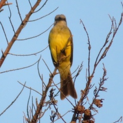 Tyrannus melancholicus