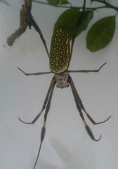 Trichonephila clavipes