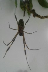 Trichonephila clavipes