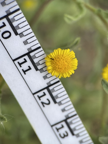 iNaturalist observation photo of Spanish False Fleabane
