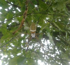 Trichonephila clavipes