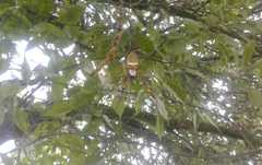 Trichonephila clavipes