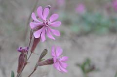 Silene colorata