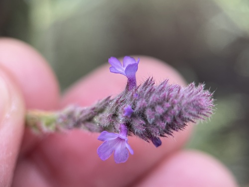 iNaturalist observation photo of western vervain