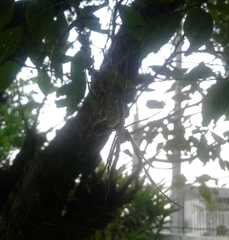 Trichonephila clavipes