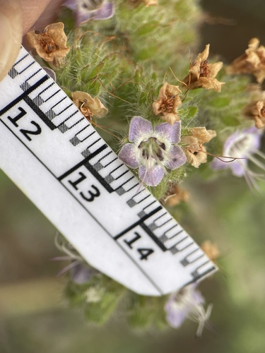 iNaturalist observation photo of branching phacelia