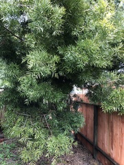 Afrocarpus gracilior