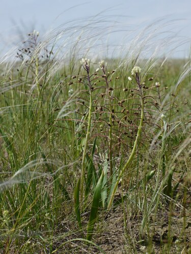 Bellevalia speciosa, photograph 6