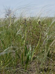 Bellevalia speciosa, photograph (c) Roman, some rights reserved (CC BY)
