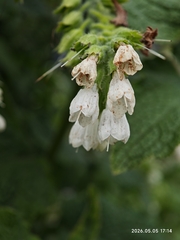 author not stated, no rights reserved Symphytum orientale, photograph author not stated, no rights reserved