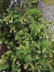 author not stated, no rights reserved Symphytum orientale, photograph author not stated, no rights reserved