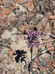 Allium lehmannianum (Allium lehmannianum)