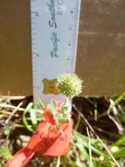 Trifolium microcephalum