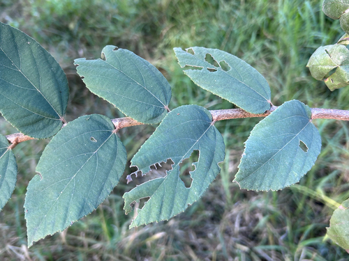 Grewia monticola