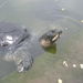 Black Softshell Turtle - Photo (c) Rohan Uddin Fahad, some rights reserved (CC BY-SA)