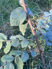 author not stated, no rights reserved Grewia monticola, photograph author not stated, no rights reserved