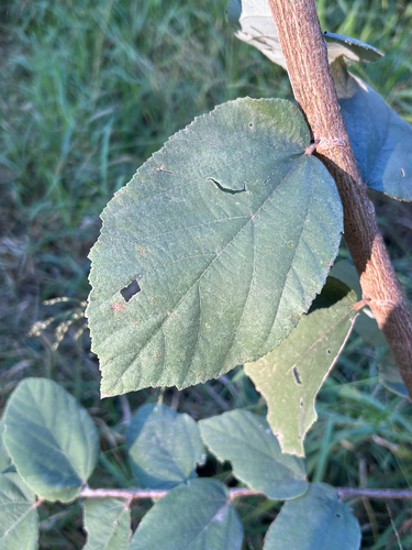 Grewia monticola, photograph 3