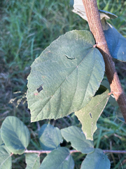author not stated, no rights reserved Grewia monticola, photograph author not stated, no rights reserved