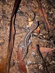 Diplodactylus vittatus