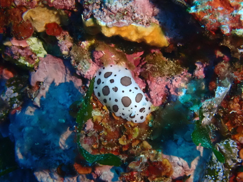 Peltodoris atromaculata