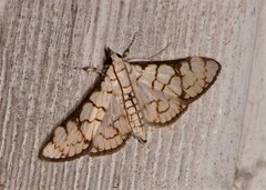 Aphytoceros lucusalis