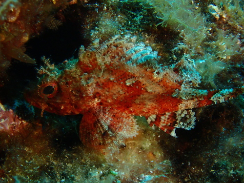 Scorpaena notata