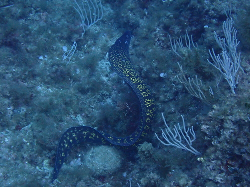 Muraena helena
