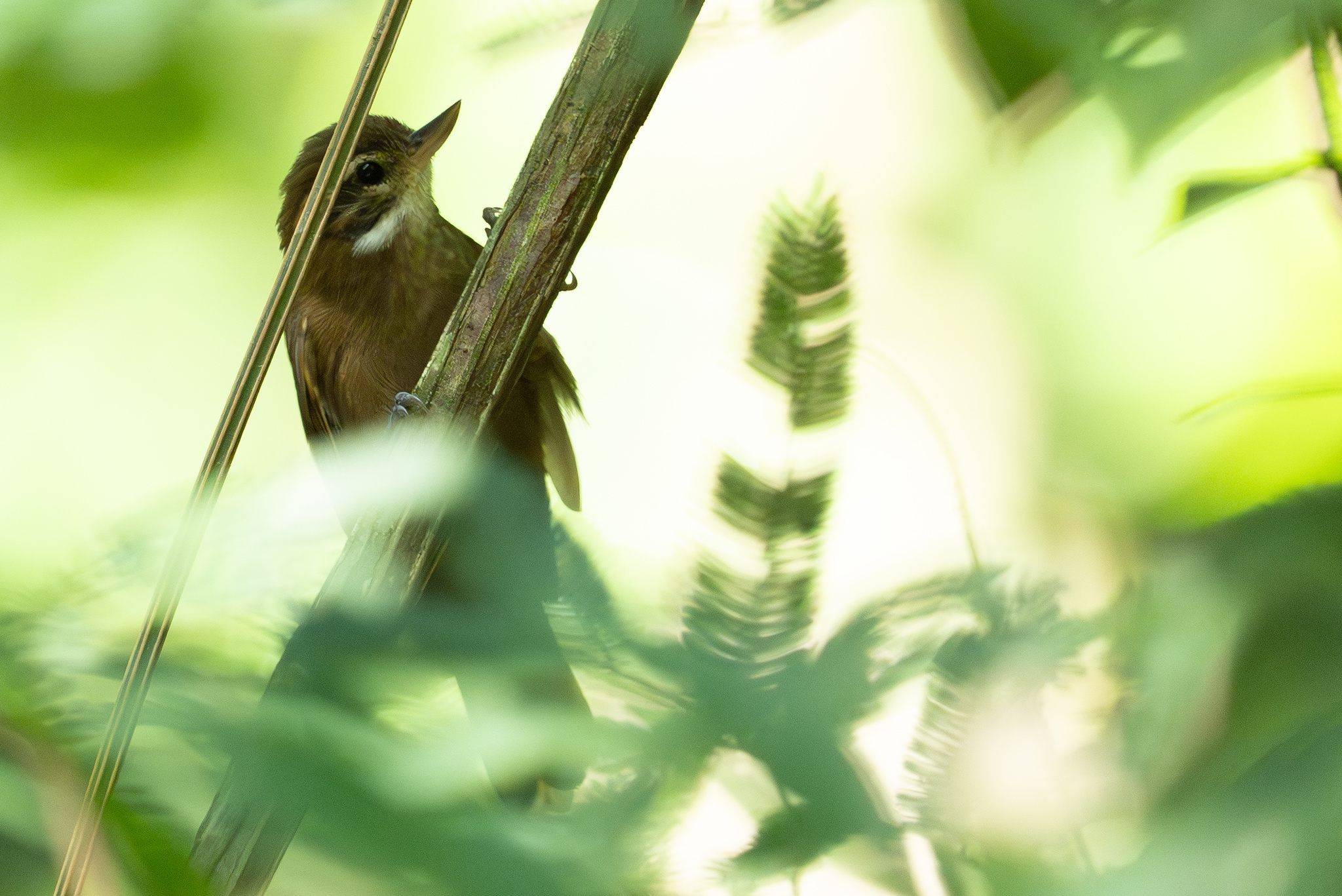 Atlantic Plain Xenops (Xenops minutus), photo 8