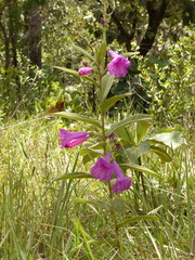 Ipomoea argentea