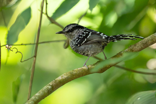 Scaled Antbird (Drymophila squamata)