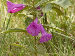 Ipomoea argentea