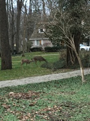 Odocoileus virginianus