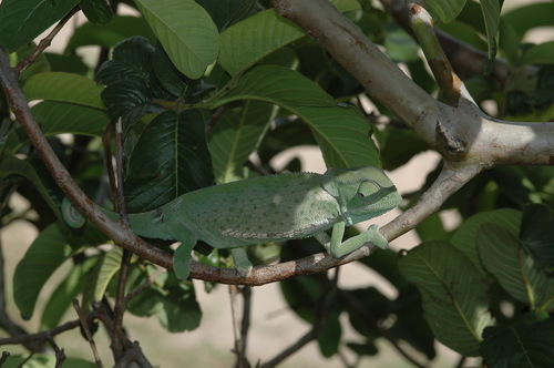 Flap-necked Chameleon