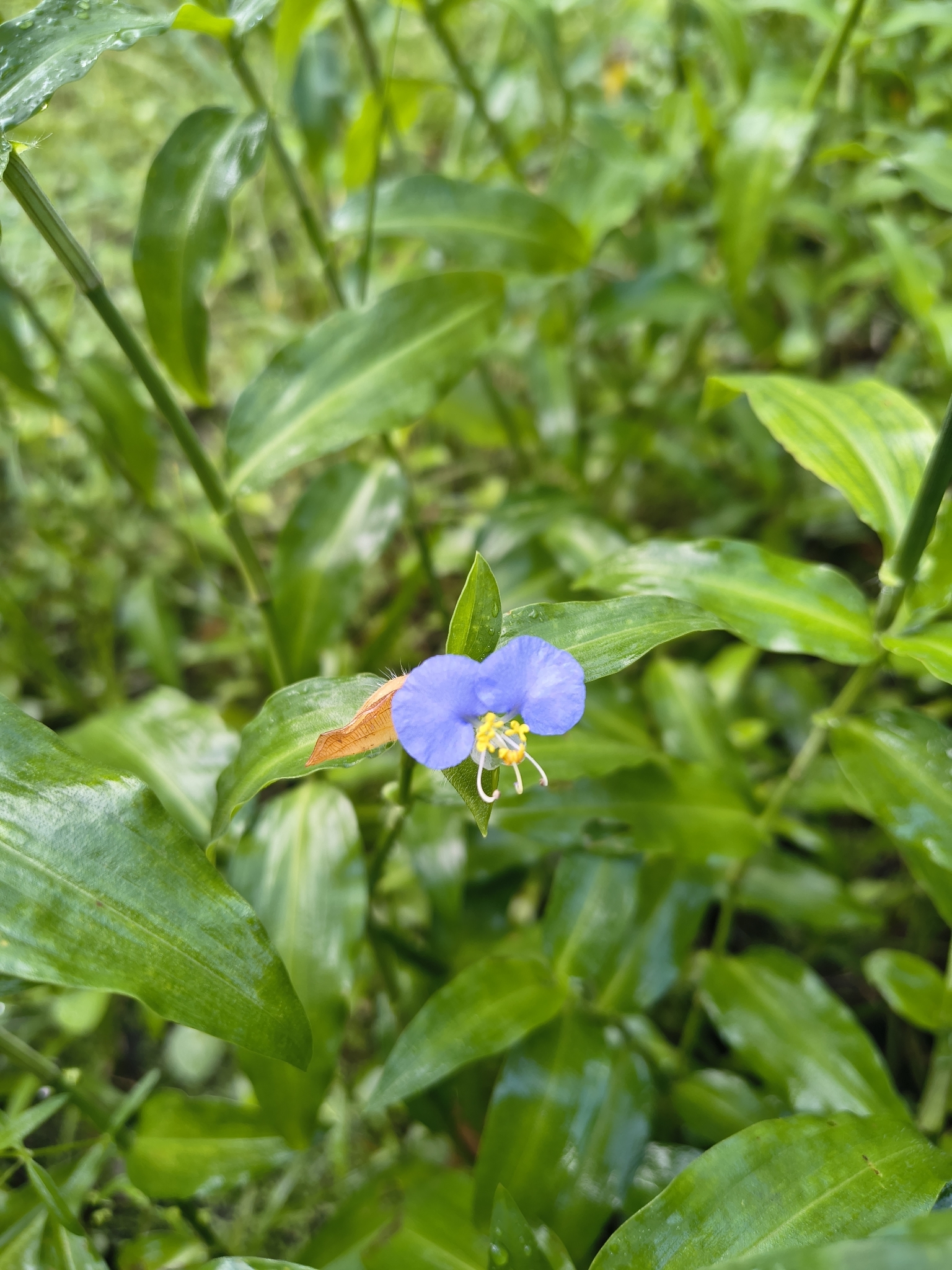 Commelina erecta