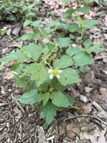 Featured image for “white avens”