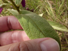 Ipomoea argentea