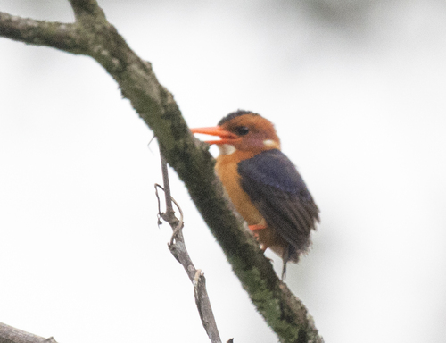 African Pygmy Kingfisher (Ispidina picta), photo 5